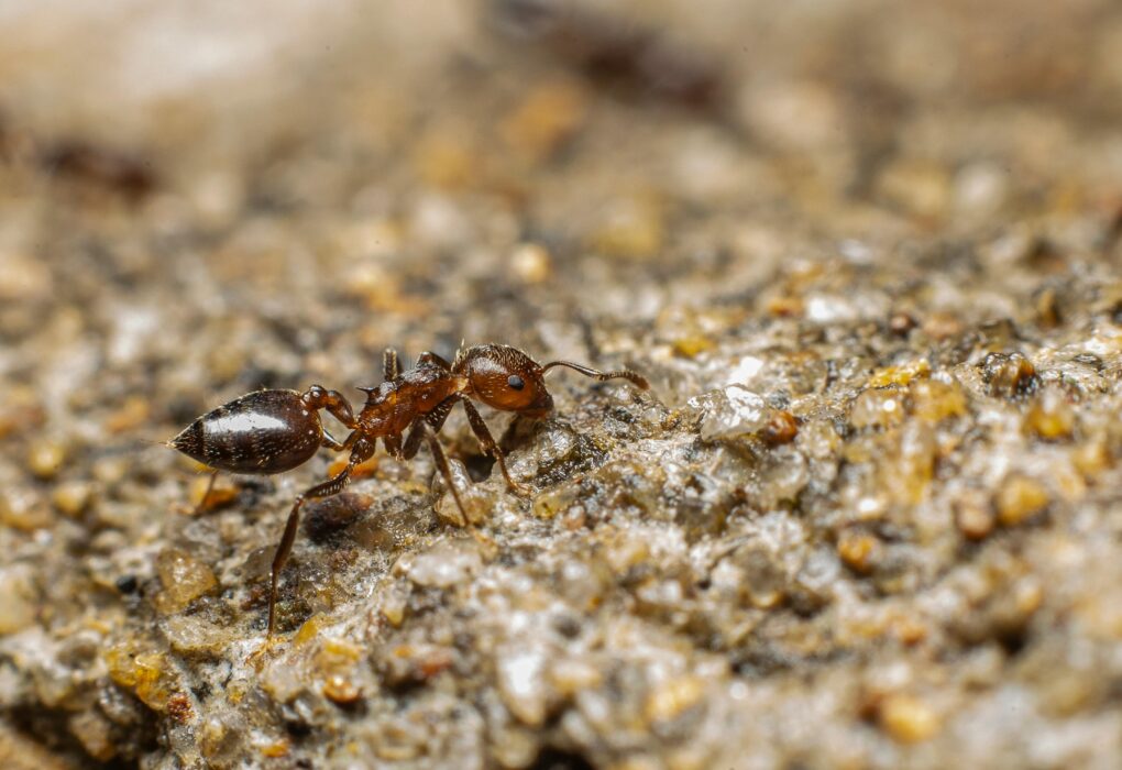 Are Ants Good for Soil Health