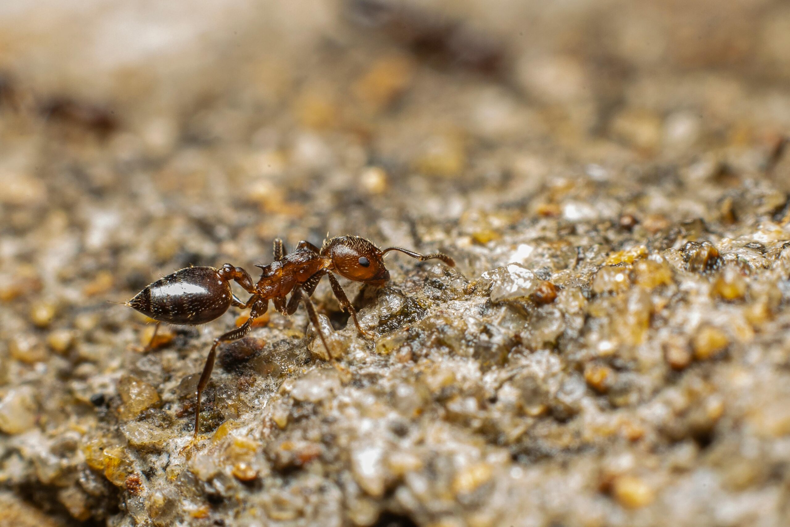 Are Ants Good for Soil Health