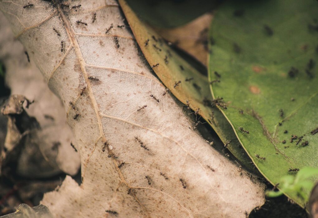 How Ants Shape the Ecosystem Beyond Soil Health