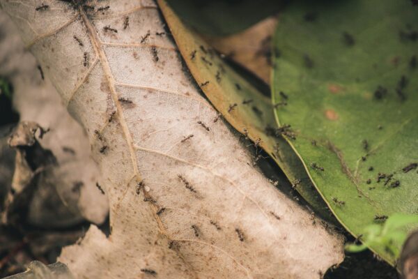 How Ants Shape the Ecosystem Beyond Soil Health